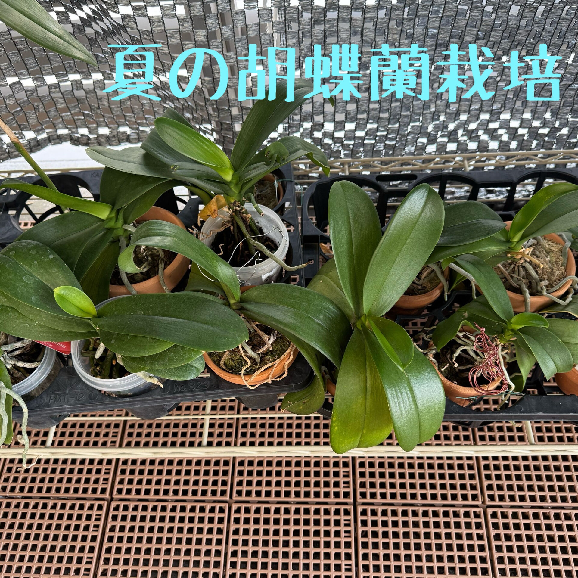 🌿 ベランダで育てている胡蝶蘭たち 🌿