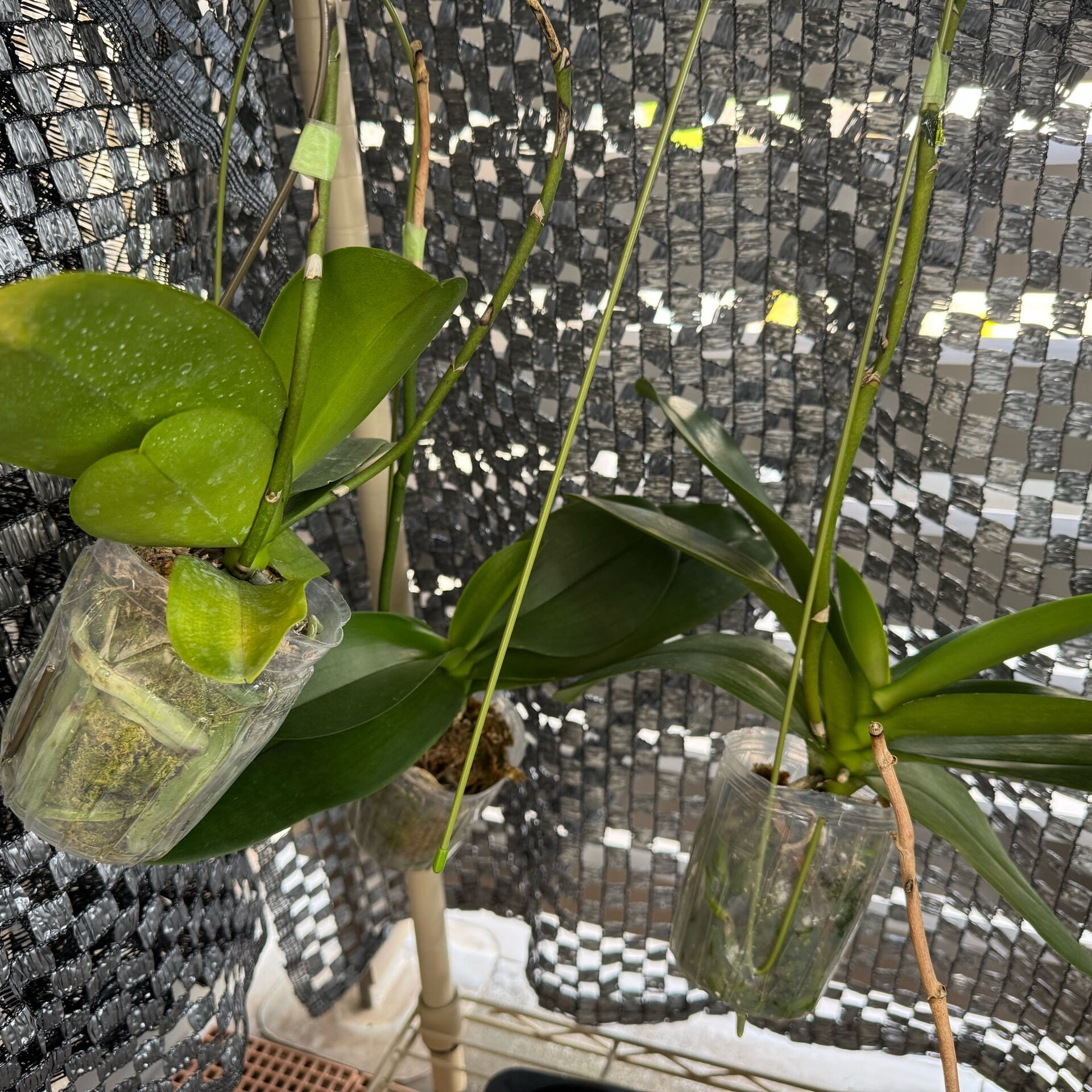 🌿 ベランダで育てている胡蝶蘭たち 🌿