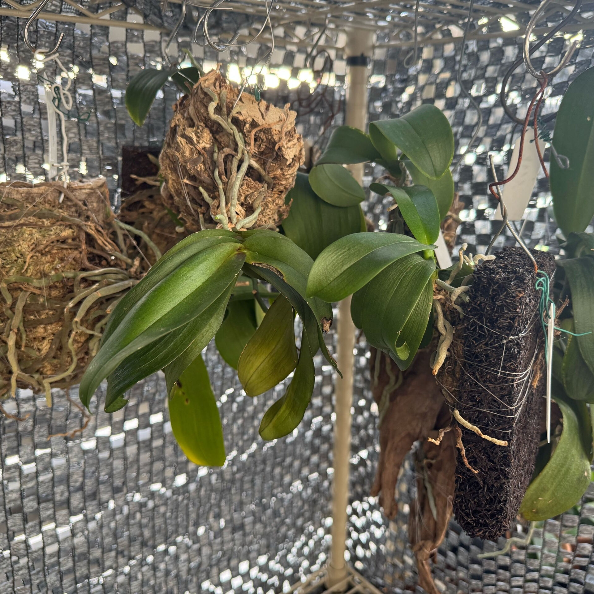 🌿 ベランダで育てている胡蝶蘭たち 🌿
